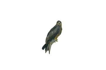 Black Kite Bird of Prey PNG [Milvus migrans]. Majestic Raptor Isolated for Wildlife, Nature, and Ornithology Designs
