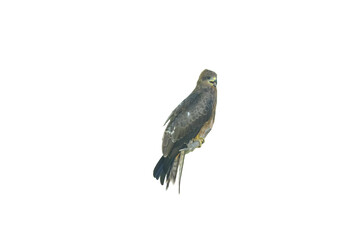Black Kite Bird of Prey PNG [Milvus migrans]. Majestic Raptor Isolated for Wildlife, Nature, and Ornithology Designs