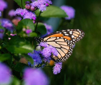 Monarch butterfly on purple ageratum flowers on summer day.