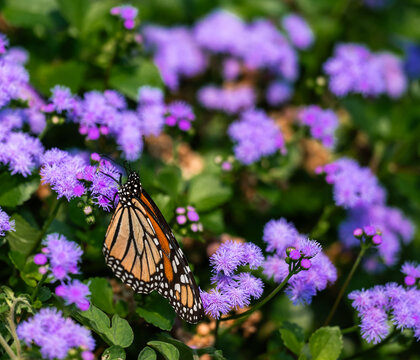 Monarch butterfly on purple ageratum flowers on summer day.