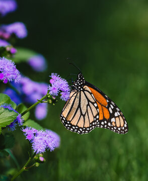 Close up of monarch butterfly on purple flower on summer day.