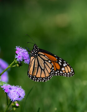 Close up of monarch butterfly on purple flower on summer day.