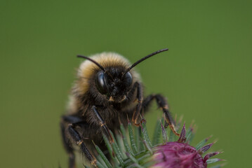 BUMBLEBEE - An a cute hairy insect on a wild plant in its natural environment
