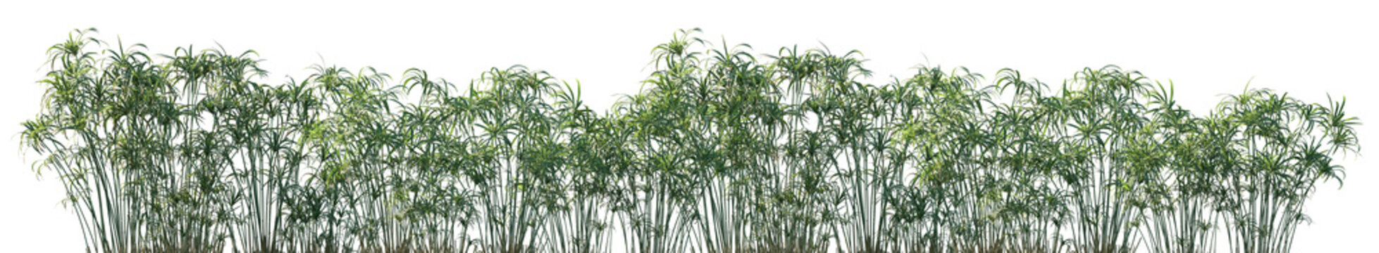 Set of Cyperus alternifolius (the umbrella papyrus, umbrella sedge or umbrella palm) frontal isolated png on a transparent background perfectly cutout	