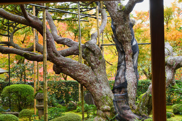 京都　大原　宝泉院　五葉松（五葉の松）日本京都府京都市　　Kyoto Ohara Hosen-in Temple （Hosenin Temple, Hōsen-in Temple）Goyomatsu （Goyonomatsu) Kyoto City, Kyoto Prefecture, Japan

