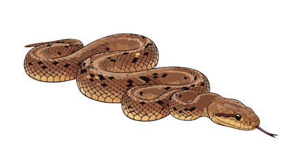 Obraz premium transparent background illustration of a brown snake perfect for design projects