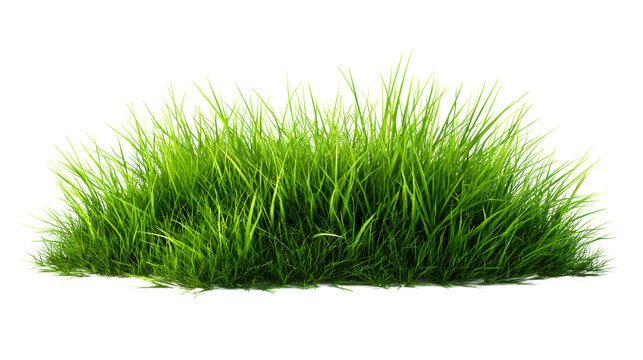 Green lush grass patch isolated on white - Powered by Adobe