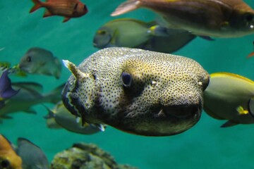 Blowfish in aquarium © Mt. Cape