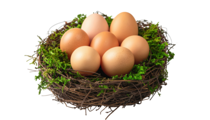 Natural bird nest with eggs in spring season isolated on white background