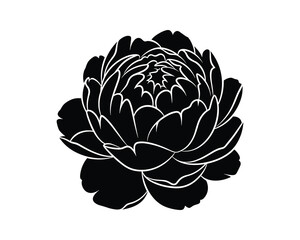 Obraz premium Elegant black and white peony illustration. Great for decorative purposes, design element, vector illustration.