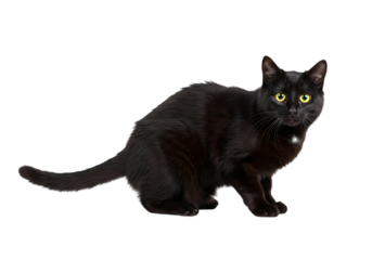Black Cat Portrait Majestic Feline with Glowing Eyes isolated on transparent background