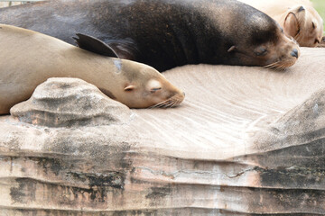 岩の上で昼寝をするアシカ