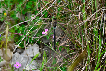 Kleine Königslibelle // Lesser emperor (Anax parthenope) - Strofilia, Peloponnes, Griechenland © bennytrapp