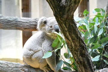 ユウカリの葉を食べるコアラ