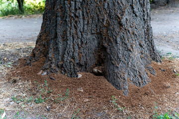 The bottom of the trunk of a tree infested with bark beetles (Scolytinae), there is a lot of brown dust on the ground under the trunk.