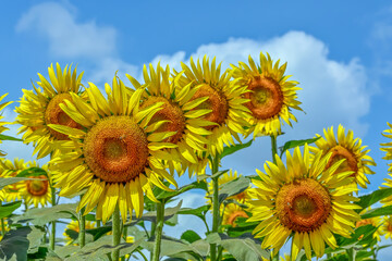 ヒマワリの花（Sunflower）