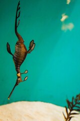 Weedy seadragon in the aquarium