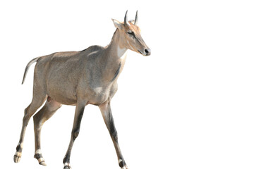 Nilgai PNG [Boselaphus tragocamelus]. Large Asian Antelope Wildlife Isolated for Nature and Educational Design