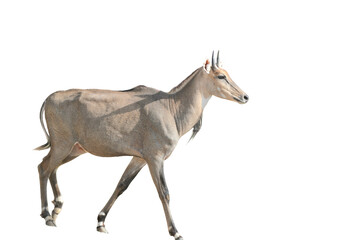 Nilgai PNG [Boselaphus tragocamelus]. Large Asian Antelope Wildlife Isolated for Nature and Educational Design