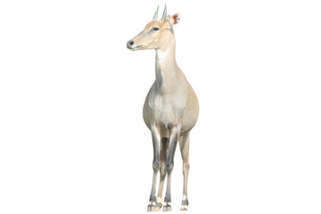 Nilgai PNG [Boselaphus tragocamelus]. Large Asian Antelope Wildlife Isolated for Nature and Educational Design