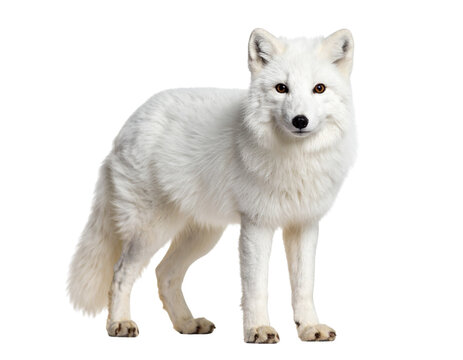 arctic fox isolated on white background