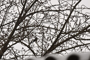 Bird Perched on Bare Tree Branches Against Overcast Sky