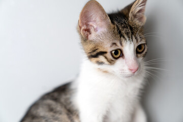 Adorable young kitten with big curious eyes sitting indoors against studio portrait a white background, perfect for pet care, animal adoption, veterinary clinic, cat lover copy space, marketing use