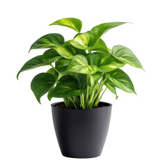 Variegated pothos in a black pot on a white background