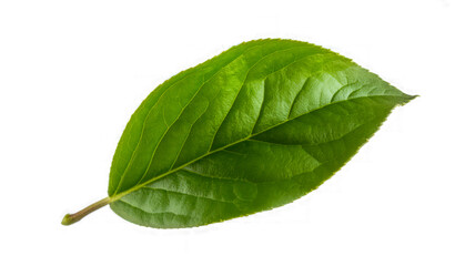 Vibrant green leaf with prominent veins and stem plant nature