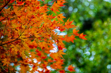 Colourful maple leaves in autumn season color when the leaves change colorful of is in the park, green, yellow, orange and red discoloration