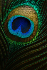 Obraz premium Macro close-up of colorful iridescent peacock feather detail 