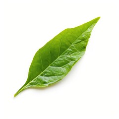 Obraz premium Single vibrant green leaf, isolated on white