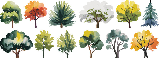 Tree species illustration, seasonal foliage variations, coniferous and broadleaf trees, botanical nature chart, educational forest art print