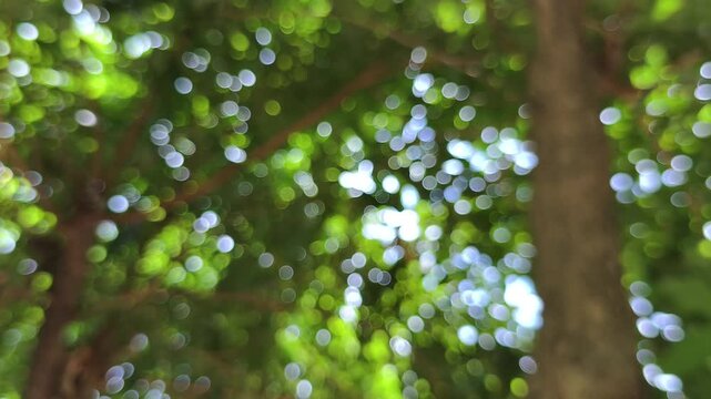 Realtime 4k video. vibrant, sun-dappled, and dreamy close-up green leaves and tree branches blurred into soft bokeh. Light filters through foliage creating shimmering circles white yellow and green
