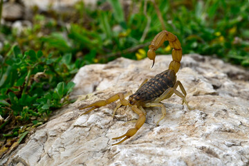 Feldskorpion, Rindenskorpion // Mediterranean Checkered Scorpion (Aegaeobuthus gibbosus / Mesobuthus gibbosus) - Strofilia, Peloponnes, Griechenland