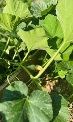 Early Morning Close-Up of Small Pumpkin Forming on Plant with Wilted Flower.
