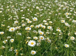 Fototapeta premium White daisies in a grassy field