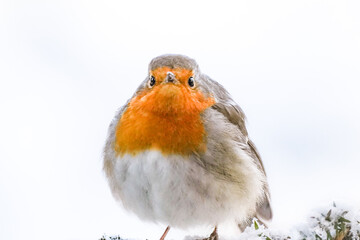 Close up of European robin (Erithacus rubecula) with orange chest looking directly at you with white background on a cold winter day