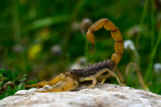 Mediterranean Checkered Scorpion // Feldskorpion, Rindenskorpion (Aegaeobuthus gibbosus / Mesobuthus gibbosus) - Strofilia, Peloponnese, Greece