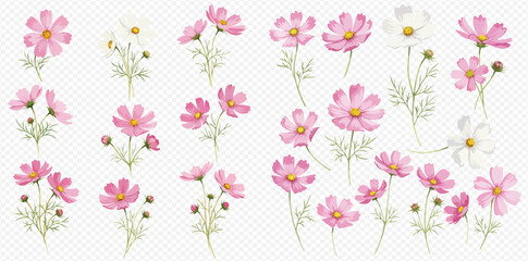A beautiful collection of delicate pink and white cosmos flowers, illustrated in a watercolor style with green stems and buds. © studio