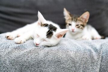 Two adorable kittens cuddling on cozy blanket, cute domestic cats relaxing indoors, playful feline friendship, sweet sleepy pets, lovely baby animals, soft fur, whiskers, home comfort, love