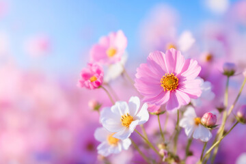 Blooming cosmos flowers in gentle sunlight pastel floral field scenery
