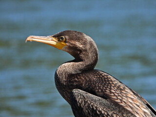 Kormoran am Nord-Ostsee-Kanal