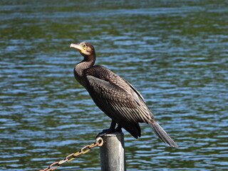 Kormoran am Nord-Ostsee-Kanal