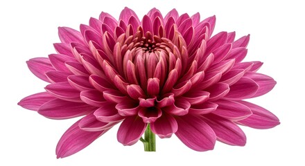 Obraz premium Pink flower blooms, showcasing textures, light and shadow. Perfect for backgrounds, posters, invitations, or product photography.