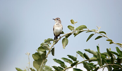 Kalahari scrub robin in Botswana