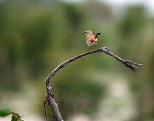 Kalahari scrub robin in Botswana
