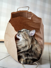Adorable long-haired tabby cat sitting comfortably inside a brown paper bag on a tiled floor, showing curious and playful behavior.