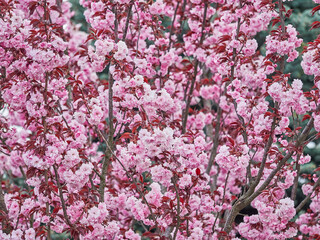 Bright branches of Japanese sakura close-up