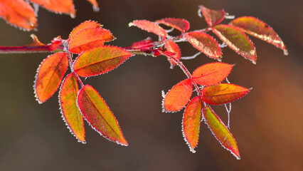Reddish leaves with small spider webs and rime ice 
